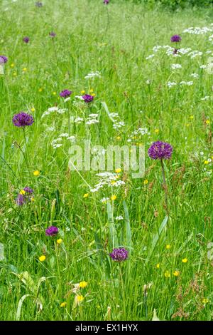 Dekorative Alliums in einem Wildblumen Rasen im Frühsommer blühen. Stockfoto