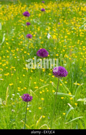 Dekorative Alliums in einem Wildblumen Rasen im Frühsommer blühen. Stockfoto