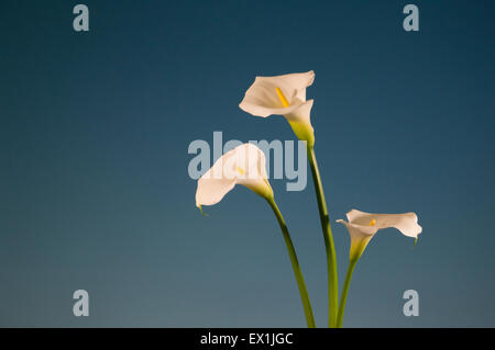 Calla-Blüte Stockfoto