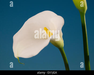 Calla-Blüte Stockfoto