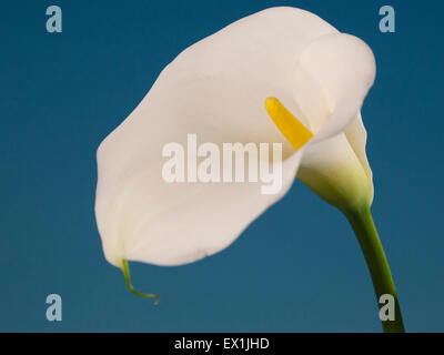 Calla-Blüte Stockfoto