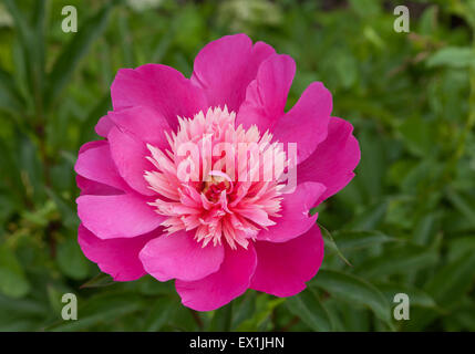 Blume Pfingstrose Stockfoto
