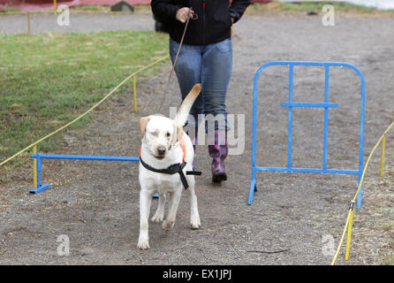 Ein blinder wird von ihrem golden Retriever Hund während des letzten Trainings für den Hund geführt. Die Hunde sind verschiedene tr unterziehen. Stockfoto