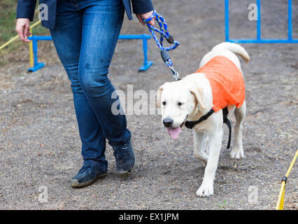 Ein blinder wird von ihrem golden Retriever Hund während des letzten Trainings für den Hund geführt. Die Hunde sind verschiedene tr unterziehen. Stockfoto