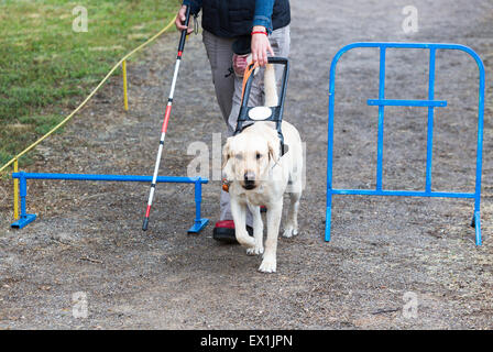 Ein blinder wird von ihrem golden Retriever Hund während des letzten Trainings für den Hund geführt. Die Hunde sind verschiedene tr unterziehen. Stockfoto