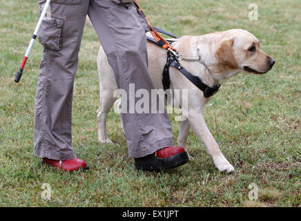 Ein blinder wird von ihrem golden Retriever Hund während des letzten Trainings für den Hund geführt. Die Hunde sind verschiedene tr unterziehen. Stockfoto