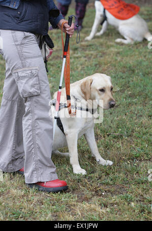 Ein blinder wird von ihrem golden Retriever Hund während des letzten Trainings für den Hund geführt. Die Hunde sind verschiedene tr unterziehen. Stockfoto