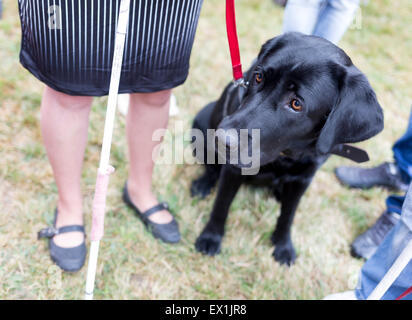 Schwarze Labrador Blindenhund vor dem letzten Training für das Tier. Die Hunde durchlaufen verschiedene Schulungen vor schließlich gegeben Stockfoto