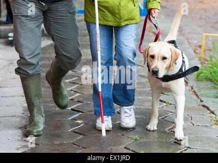 Ein blinder wird von ihrem golden Retriever Hund während des letzten Trainings für den Hund geführt. Die Hunde sind verschiedene tr unterziehen. Stockfoto