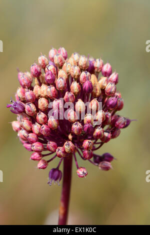 Allium Blume, Nahaufnahme Stockfoto