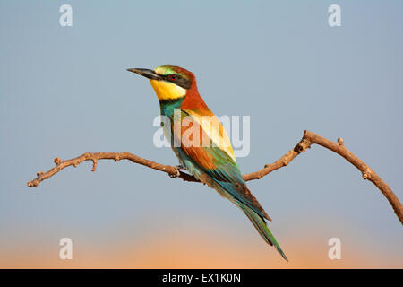 Europäische Bienenfresser Merops Apiaster, Stockfoto