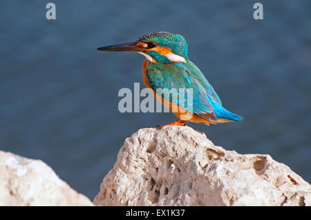 Eisvogel auf Felsen Stockfoto