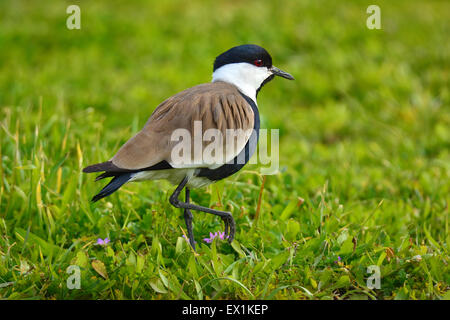 Sporn-winged Kiebitz, Vanellus spinosus Stockfoto