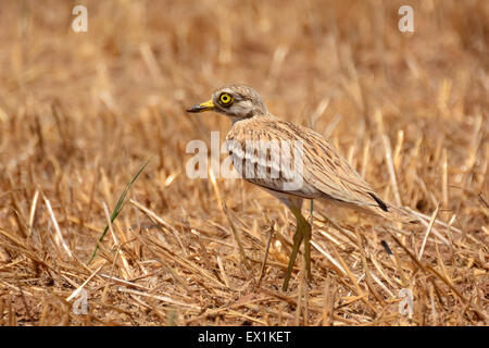 Stein-Brachvogel, Burhinus oedicnemus Stockfoto