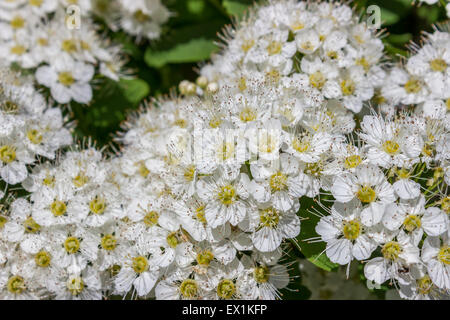 Puzyreplodnik Kalinolistny, Physocarpus opulifolius Stockfoto