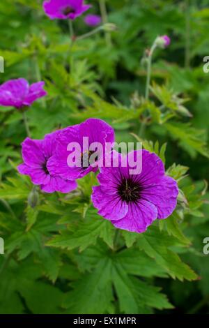 Geranium Psilostemon - armenischer Storchschnabel Stockfoto