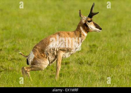 Gabelbock Antilocapra Americana Garfield County, Utah, Vereinigte Staaten von Amerika 23 Juni erwachsenen männlichen Deficating.     Antilocapridae Stockfoto