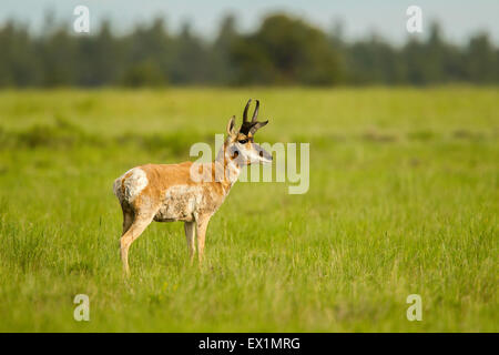 Gabelbock Antilocapra Americana Garfield County, Utah, Vereinigte Staaten von Amerika 23 Juni erwachsenen männlichen Antilocapridae Stockfoto