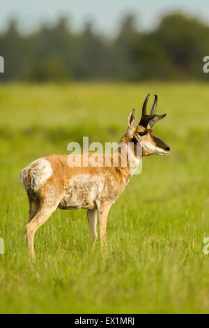 Gabelbock Antilocapra Americana Garfield County, Utah, Vereinigte Staaten von Amerika 23 Juni erwachsenen männlichen Antilocapridae Stockfoto