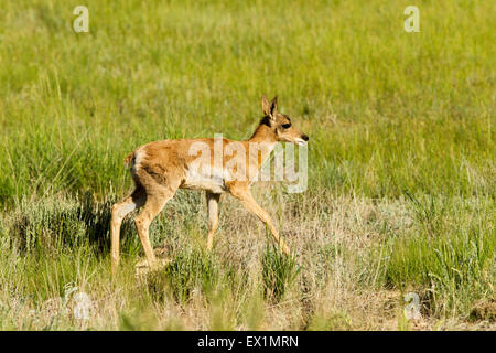 Gabelbock Antilocapra Americana Bryce Canyon Nationalpark, Garfield County, Utah, USA 25 Juni unreifen Anti Stockfoto