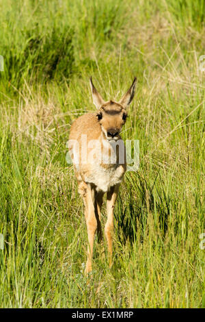 Gabelbock Antilocapra Americana Bryce Canyon Nationalpark, Garfield County, Utah, USA 25 Juni unreifen Anti Stockfoto