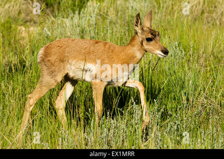 Gabelbock Antilocapra Americana Bryce Canyon Nationalpark, Garfield County, Utah, USA 25 Juni unreifen Anti Stockfoto