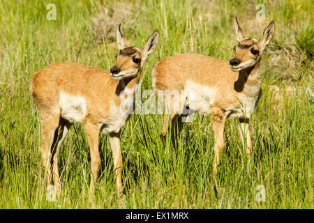 Gabelbock Antilocapra Americana Bryce Canyon Nationalpark, Garfield County, Utah, USA 25 Juni unreifen Anti Stockfoto