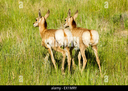 Gabelbock Antilocapra Americana Bryce Canyon Nationalpark, Garfield County, Utah, USA 25 Juni unreifen Anti Stockfoto