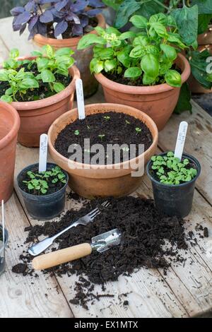 Auf Kräutern, Bank mit frisch transplantierten Basilikum Keimlinge Eintopfen Blumenerde Stockfoto