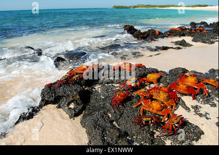 Sally Lightfoot Krabben - Galapagos - Ecuador Stockfoto