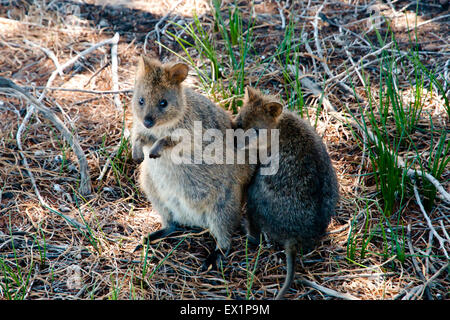 Quokka - Rottnest Island - Australien Stockfoto