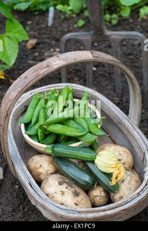 Sammlung von Home gewachsen Frühsommer Nutzpflanzen - Frühkartoffeln, Zucchini und Erbsen. Stockfoto