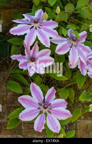 Clematis - Nelly moser Stockfoto