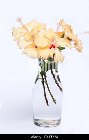 Hibiskus Blumen in einer Vase auf weißem Hintergrund Stockfoto