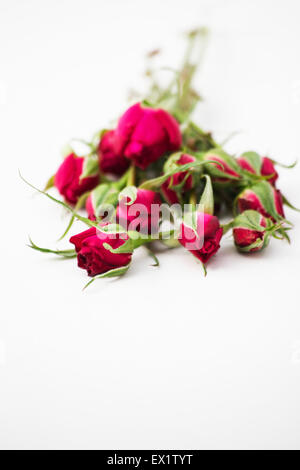 Frische rote Rosenknospen auf weißem Hintergrund Stockfoto