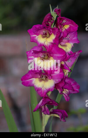 Rote Gladiolen / Gladiola Blumen im Frühjahr Stockfoto