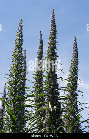 Baum Echium in Blüte, Juni, Stockfoto