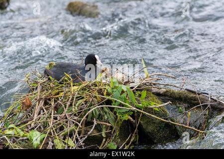 Blässhuhn - Fulica Atra, Altvogel auf Nest, Fluss Wye, Derbyshire, England, Stockfoto