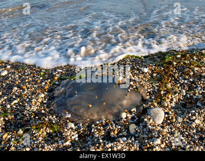 Quallen an den Strand gespült Marazion, Cornwall, UK Stockfoto