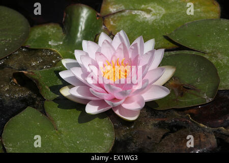 Sterne Lotus (Nymphaea Nouchali), auch bekannt als die Weiße Seerose im Schönbrunn Zoo in Wien, Österreich. Stockfoto