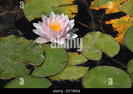 Sterne Lotus (Nymphaea Nouchali), auch bekannt als die Weiße Seerose im Schönbrunn Zoo in Wien, Österreich. Stockfoto