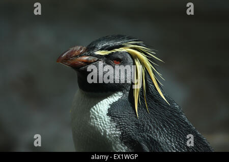 Nördlichen Felsenpinguin (Eudyptes Moseleyi) im Schönbrunn Zoo in Wien, Österreich. Stockfoto