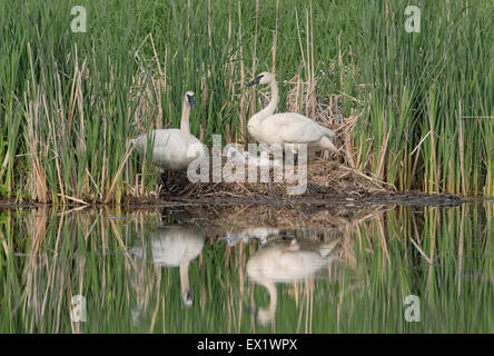 Trompeter Schwan (Cygnus Buccinator) Stockfoto