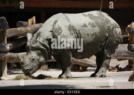 Panzernashorn (Rhinoceros Unicornis) im Schönbrunn Zoo in Wien, Österreich. Stockfoto