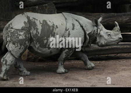 Panzernashorn (Rhinoceros Unicornis) im Schönbrunn Zoo in Wien, Österreich. Stockfoto