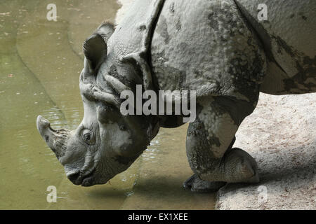 Panzernashorn (Rhinoceros Unicornis) im Schönbrunn Zoo in Wien, Österreich. Stockfoto