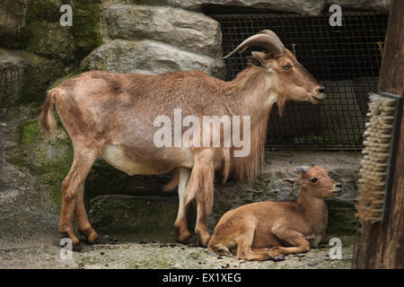 Weibliche Mähnenspringer (Ammotragus Lervia) mit einem Lamm im Schönbrunn Zoo in Wien, Österreich. Stockfoto