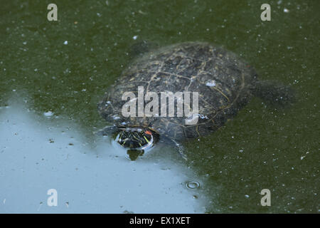 Rot-eared Slider (ist Scripta Elegans) Schwimmen im Schönbrunn Zoo in Wien, Österreich. Stockfoto