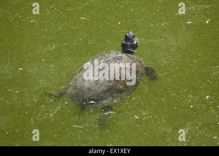 Rot-eared Slider (ist Scripta Elegans) Schwimmen im Schönbrunn Zoo in Wien, Österreich. Stockfoto