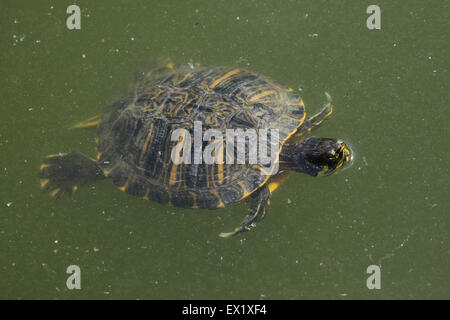 Rot-eared Slider (ist Scripta Elegans) Schwimmen im Schönbrunn Zoo in Wien, Österreich. Stockfoto